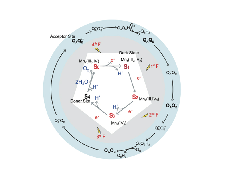 PSII water oxidation diagram